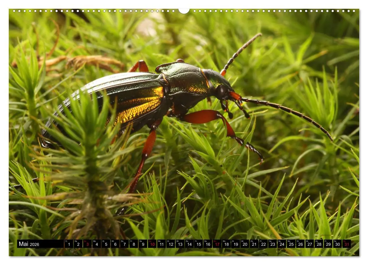Bild: 9783457458730 | LAUFKÄFER - CARABIDAE (hochwertiger Premium Wandkalender 2026 DIN...