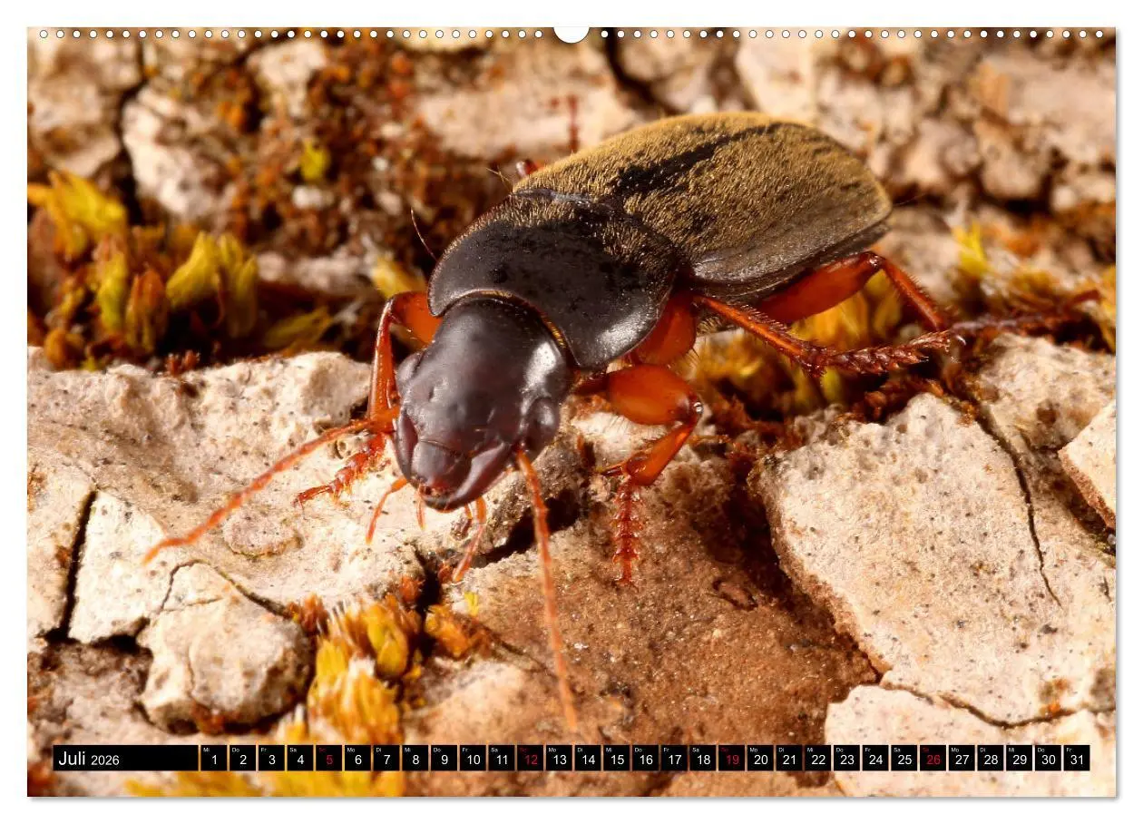 Bild: 9783457458730 | LAUFKÄFER - CARABIDAE (hochwertiger Premium Wandkalender 2026 DIN...
