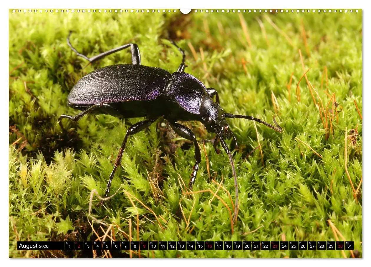 Bild: 9783457458730 | LAUFKÄFER - CARABIDAE (hochwertiger Premium Wandkalender 2026 DIN...