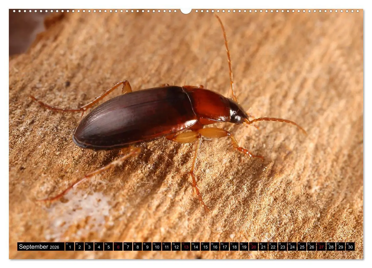 Bild: 9783457458730 | LAUFKÄFER - CARABIDAE (hochwertiger Premium Wandkalender 2026 DIN...