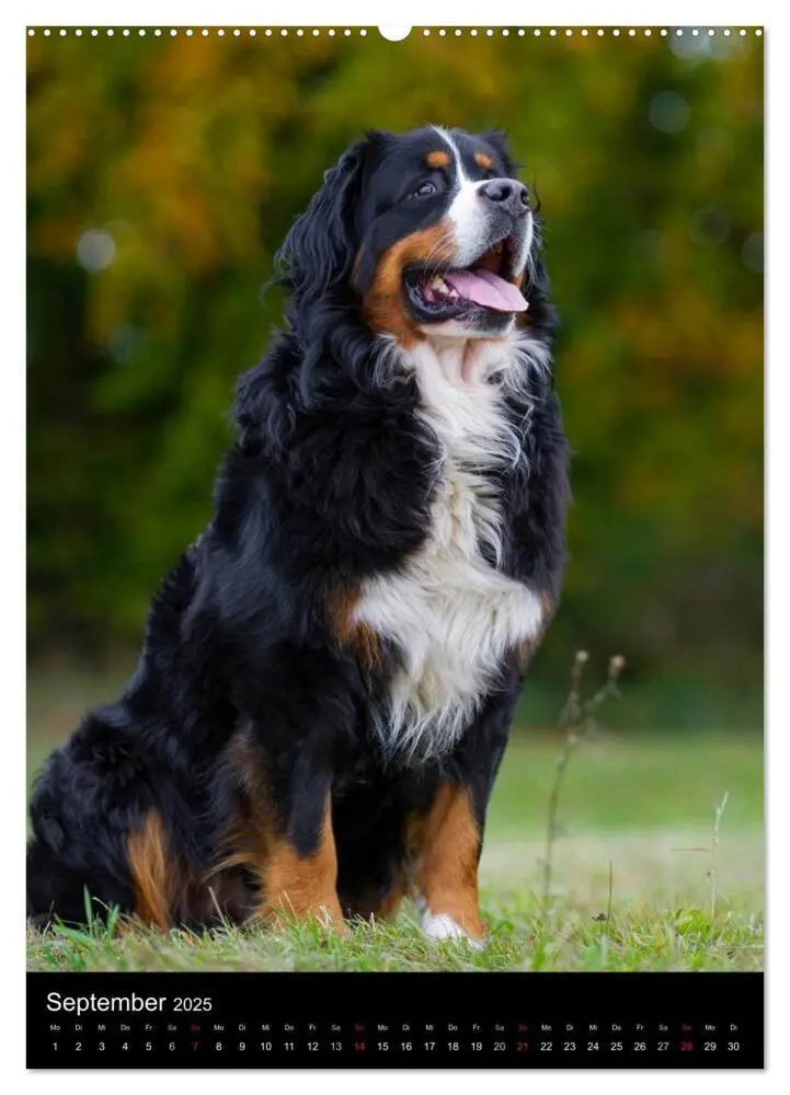 Bild: 9783457068830 | Berner Sennenhund 2025 (Wandkalender 2025 DIN A2 hoch), CALVENDO...