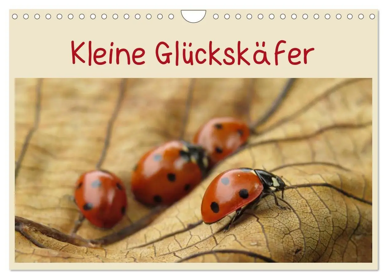 Cover: 9783594138830 | Kleine Glückskäfer (Wandkalender 2027 DIN A4 quer), CALVENDO...