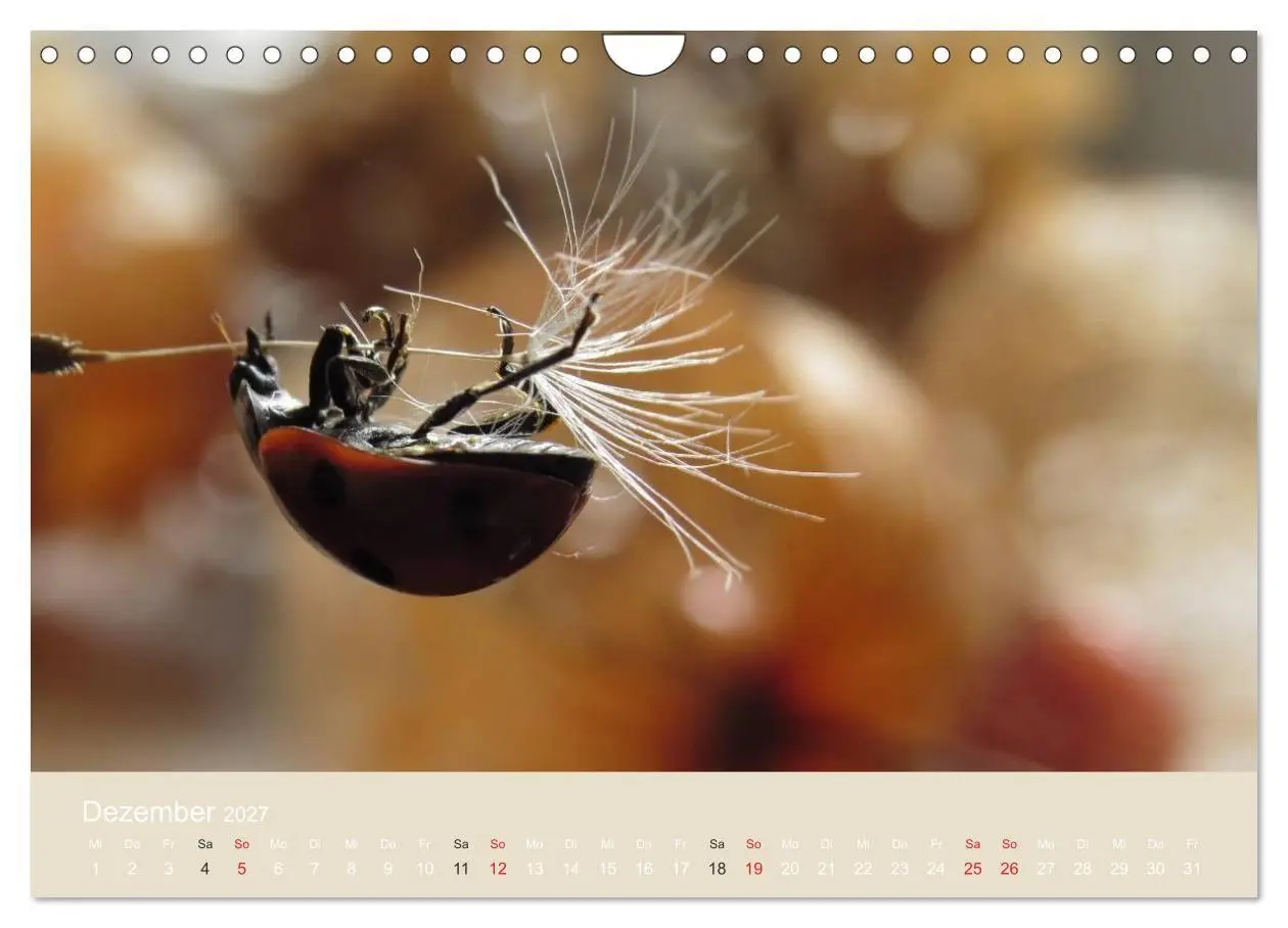Bild: 9783594138830 | Kleine Glückskäfer (Wandkalender 2027 DIN A4 quer), CALVENDO...
