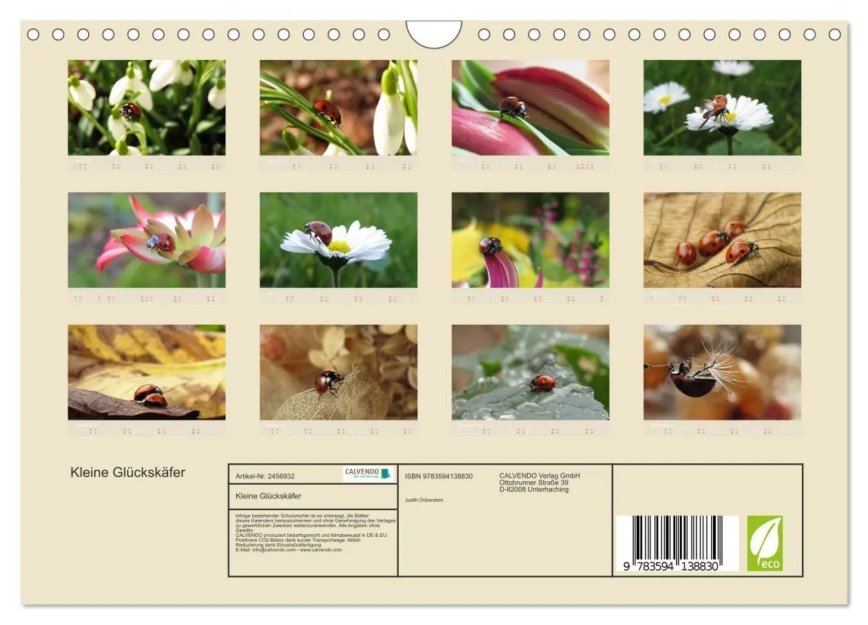 Bild: 9783594138830 | Kleine Glückskäfer (Wandkalender 2027 DIN A4 quer), CALVENDO...