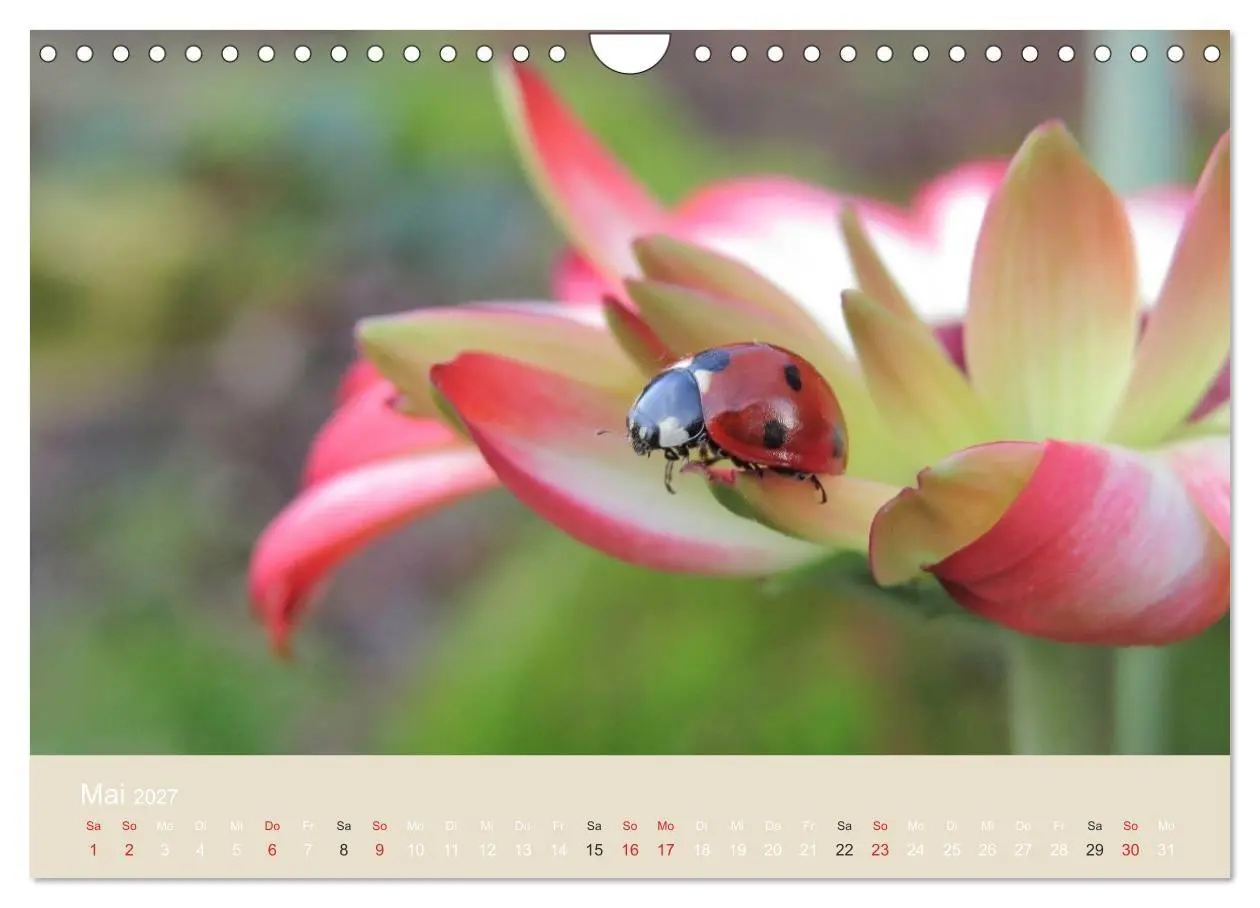 Bild: 9783594138830 | Kleine Glückskäfer (Wandkalender 2027 DIN A4 quer), CALVENDO...