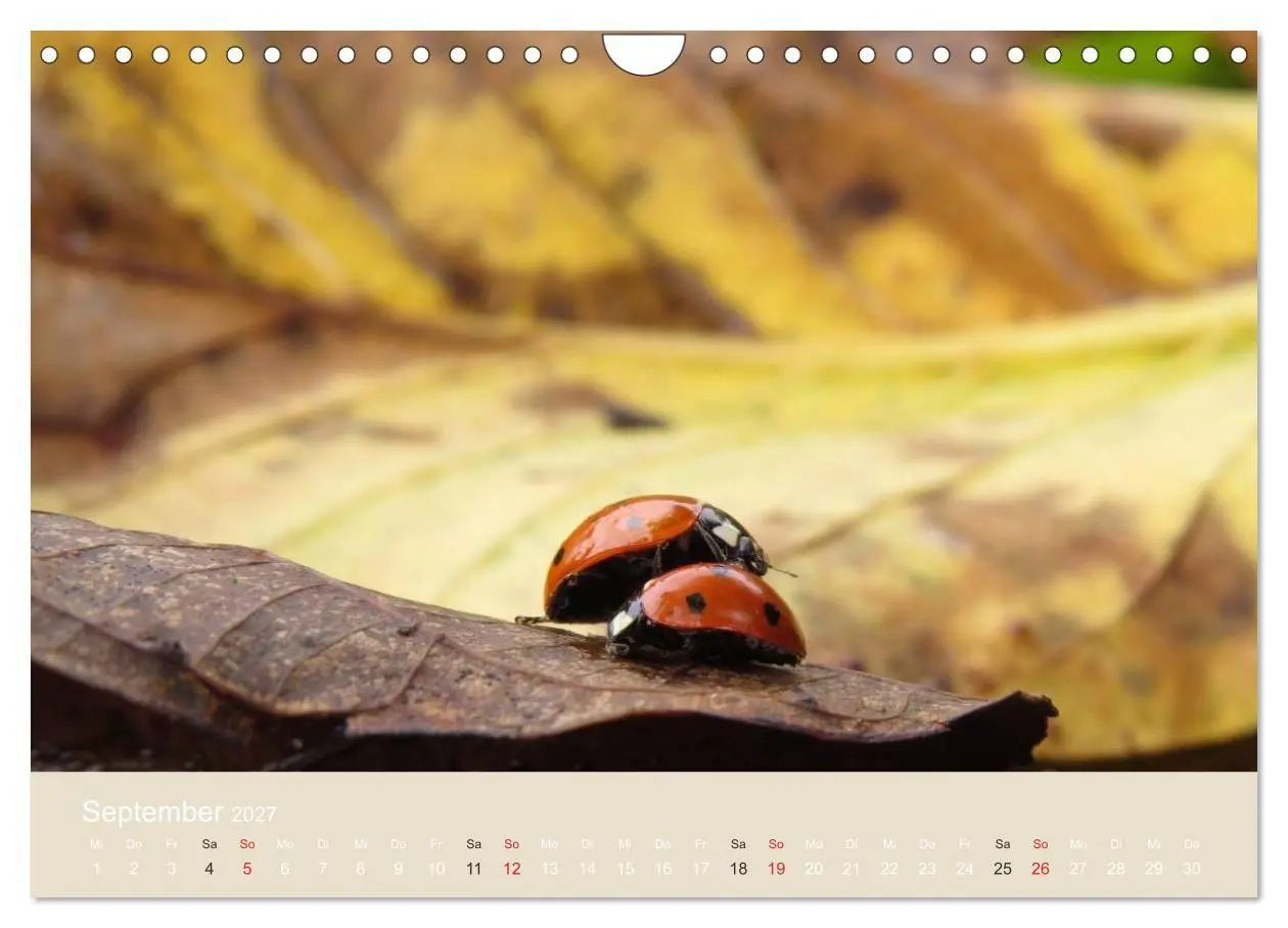 Bild: 9783594138830 | Kleine Glückskäfer (Wandkalender 2027 DIN A4 quer), CALVENDO...
