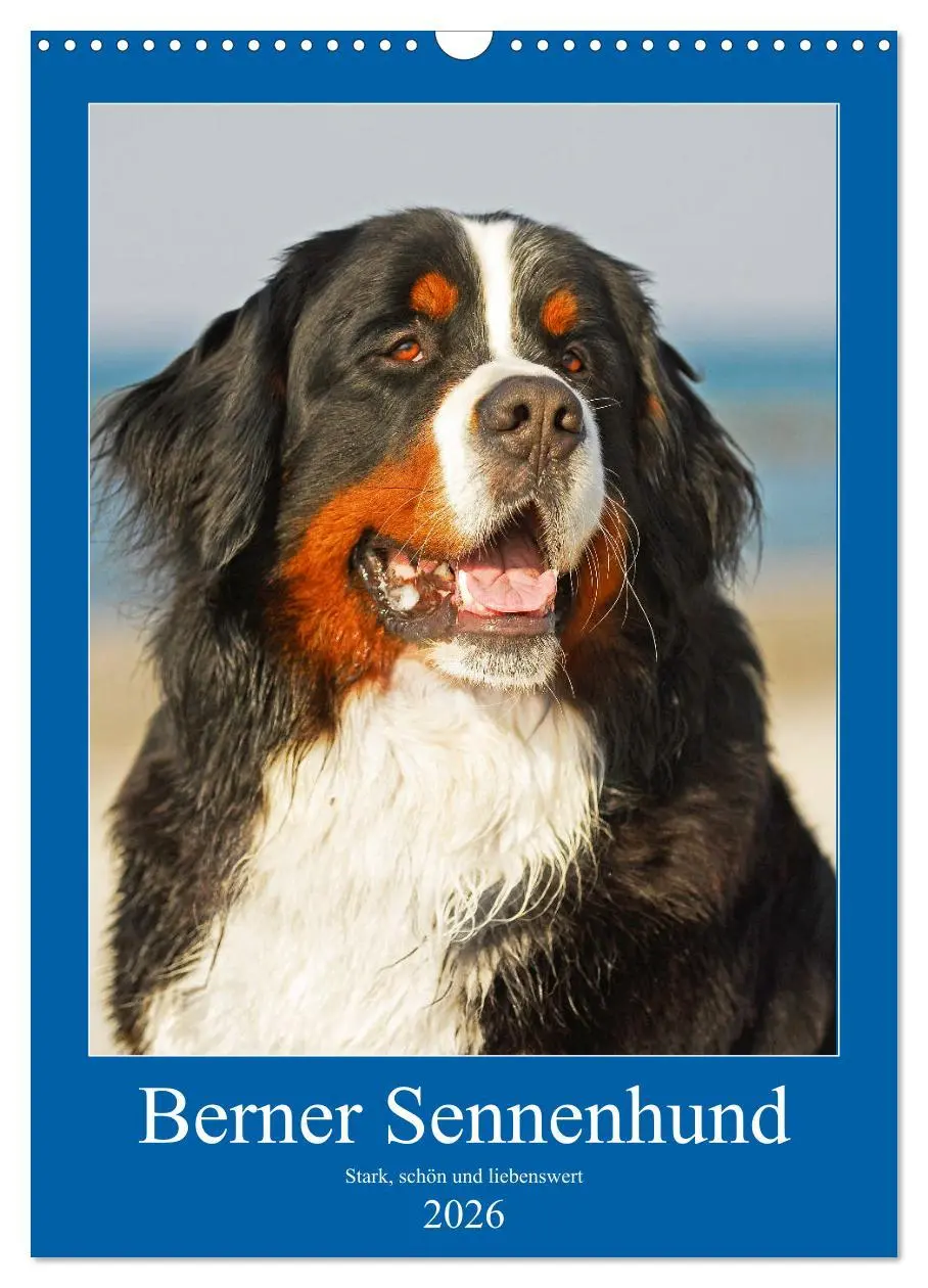 Cover: 9783516388930 | Berner Sennenhund - stark , schön und liebenswert (Wandkalender...