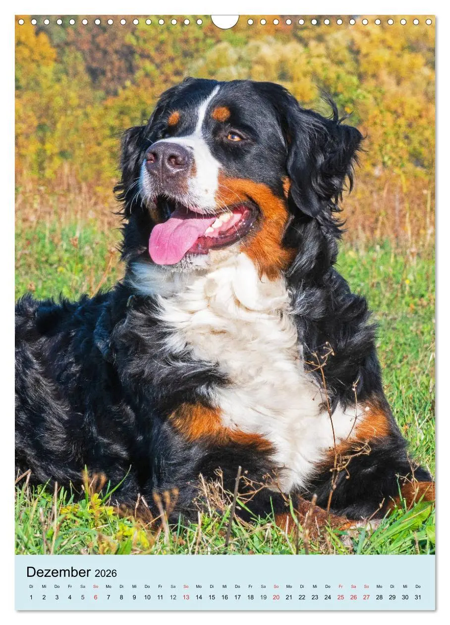 Bild: 9783516388930 | Berner Sennenhund - stark , schön und liebenswert (Wandkalender...