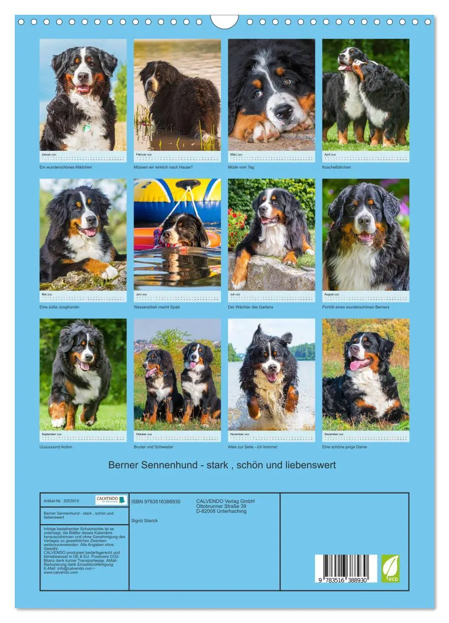 Bild: 9783516388930 | Berner Sennenhund - stark , schön und liebenswert (Wandkalender...
