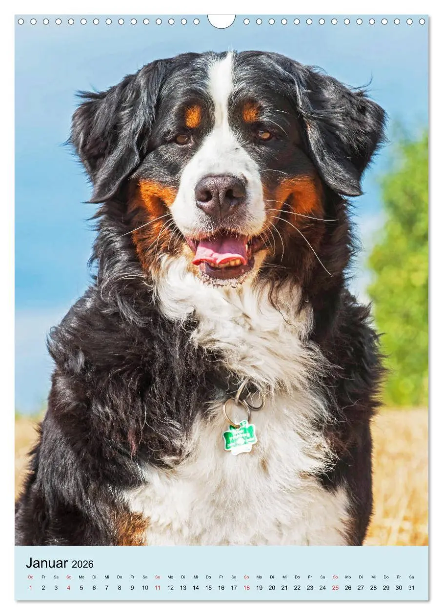 Bild: 9783516388930 | Berner Sennenhund - stark , schön und liebenswert (Wandkalender...