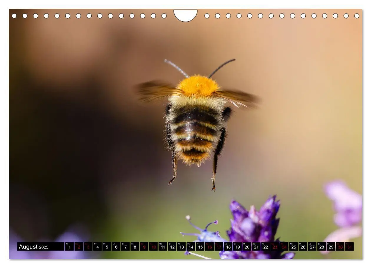 Bild: 9783383839030 | Hummeln - Flugaufnahmen eines faszinierenden Insekts (Wandkalender...