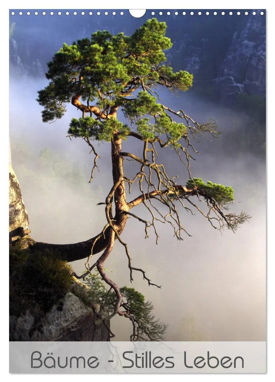 Cover: 9783516419030 | Bäume - Stilles Leben (Wandkalender 2026 DIN A3 hoch), CALVENDO...