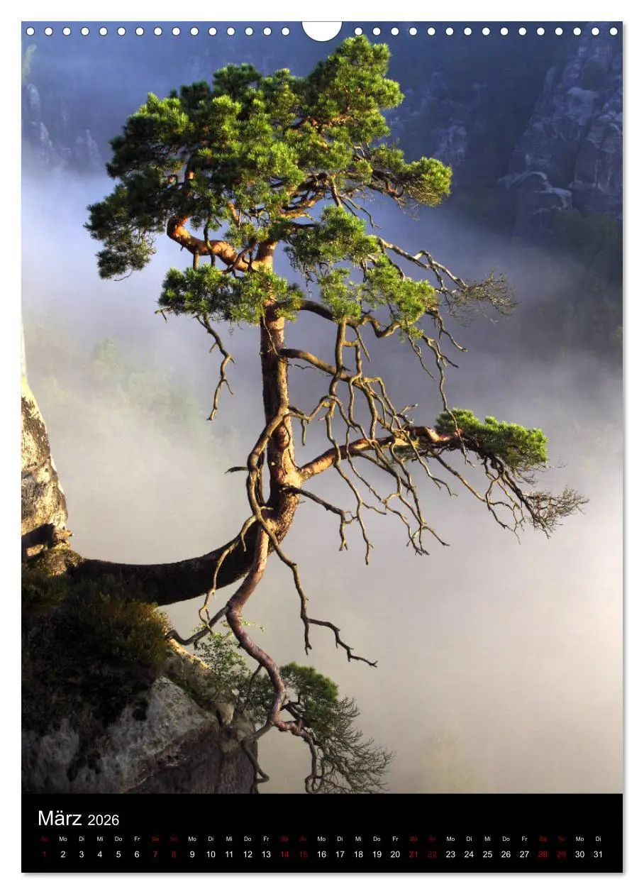 Bild: 9783516419030 | Bäume - Stilles Leben (Wandkalender 2026 DIN A3 hoch), CALVENDO...