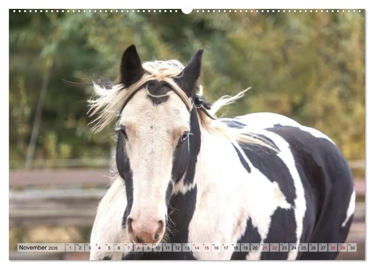 Bild: 9783516729030 | Colorful Horse Ranch - Wo Tinker posen und Ponys lächeln...
