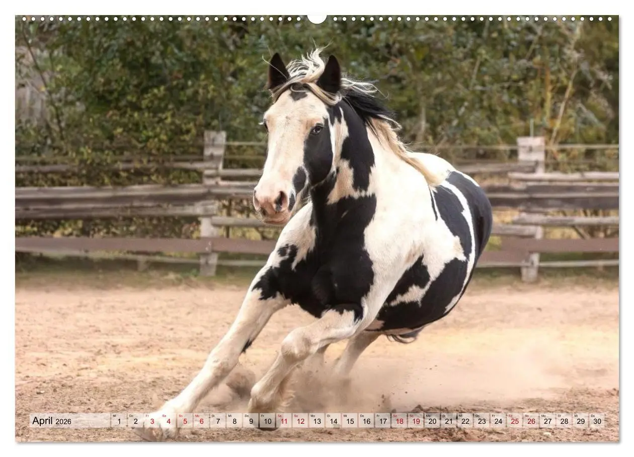 Bild: 9783516729030 | Colorful Horse Ranch - Wo Tinker posen und Ponys lächeln...