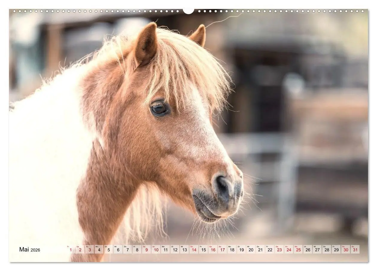 Bild: 9783516729030 | Colorful Horse Ranch - Wo Tinker posen und Ponys lächeln...