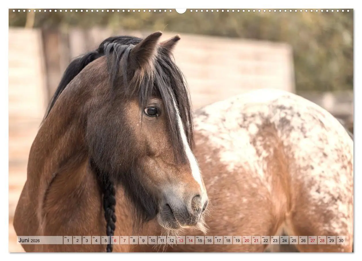 Bild: 9783516729030 | Colorful Horse Ranch - Wo Tinker posen und Ponys lächeln...