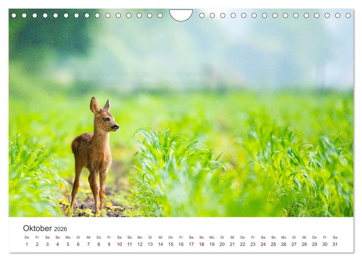 Bild: 9783457559130 | Rehkitz - Flinke kleine Bambis. (Wandkalender 2026 DIN A4 quer),...
