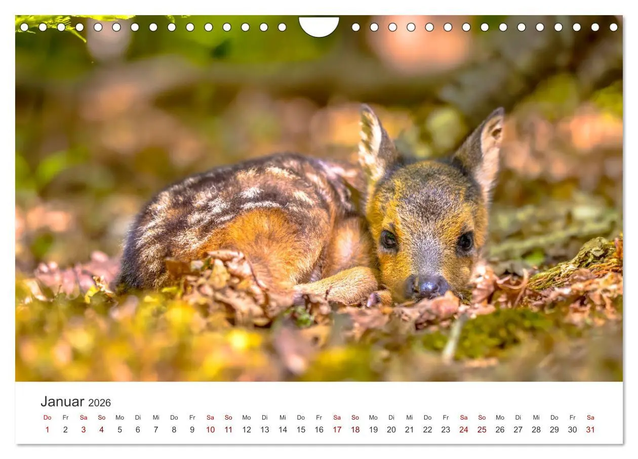 Bild: 9783457559130 | Rehkitz - Flinke kleine Bambis. (Wandkalender 2026 DIN A4 quer),...