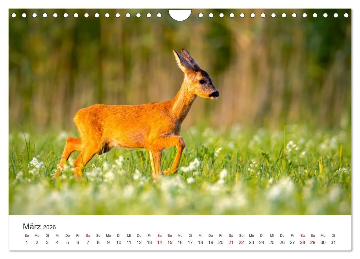 Bild: 9783457559130 | Rehkitz - Flinke kleine Bambis. (Wandkalender 2026 DIN A4 quer),...