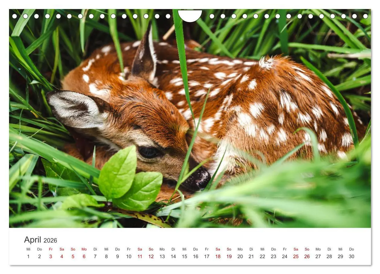 Bild: 9783457559130 | Rehkitz - Flinke kleine Bambis. (Wandkalender 2026 DIN A4 quer),...