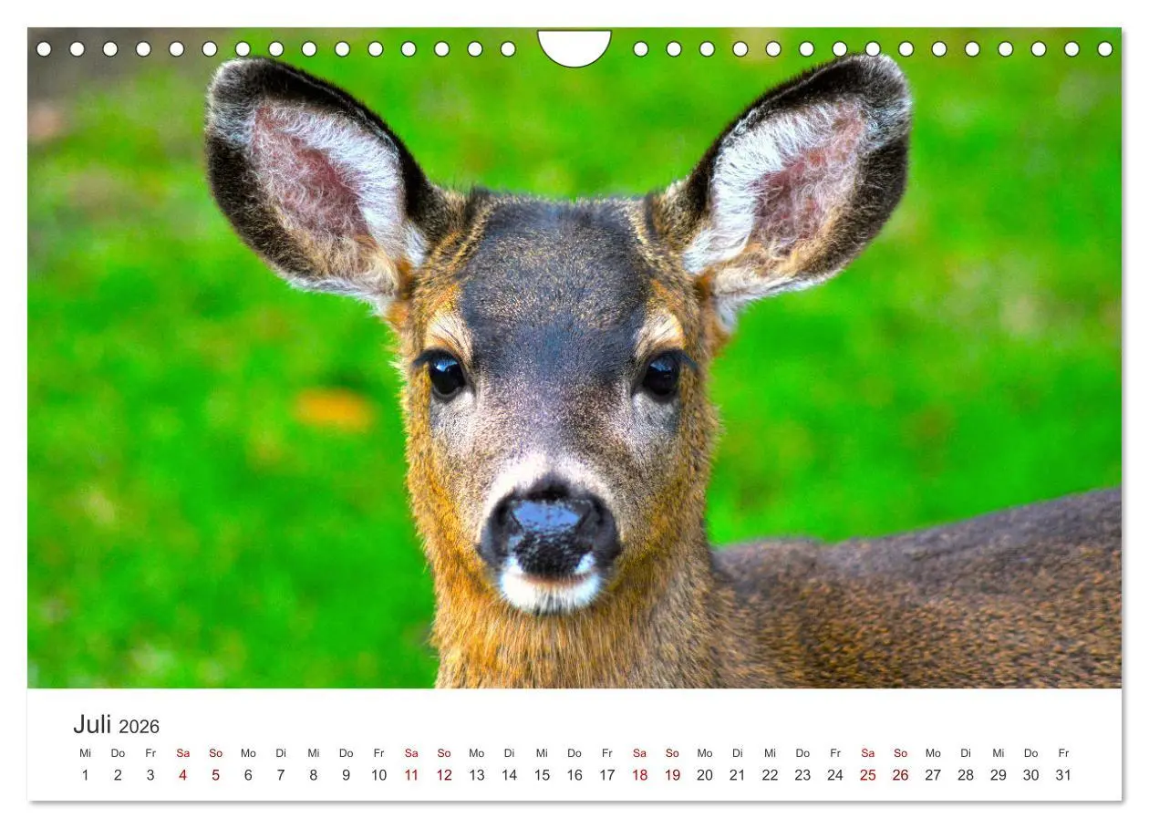 Bild: 9783457559130 | Rehkitz - Flinke kleine Bambis. (Wandkalender 2026 DIN A4 quer),...