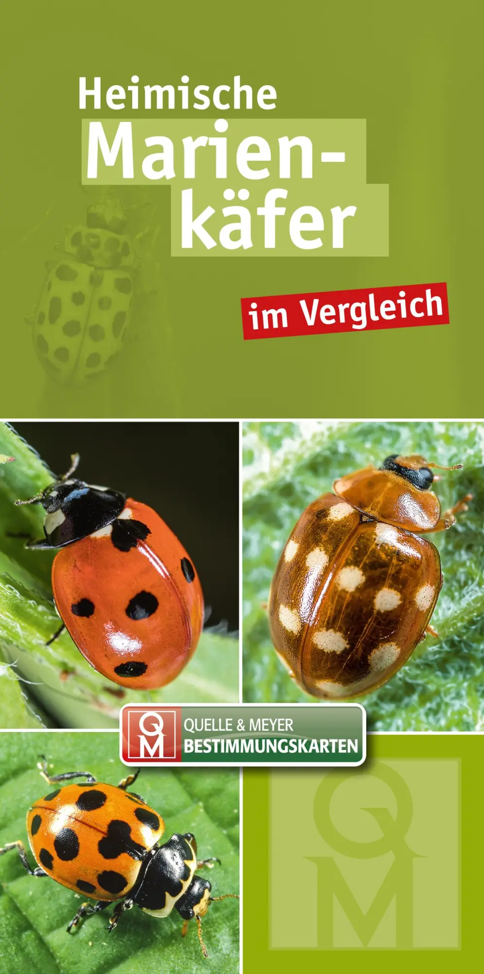 Cover: 9783494019130 | Heimische Marienkäfer | im Vergleich | Quelle &amp; Meyer Verlag | Buch