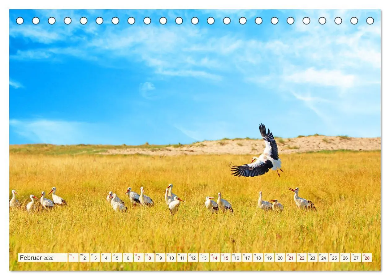 Bild: 9783457619230 | Urlaub in Nordfriesland (Tischkalender 2026 DIN A5 quer), CALVENDO...