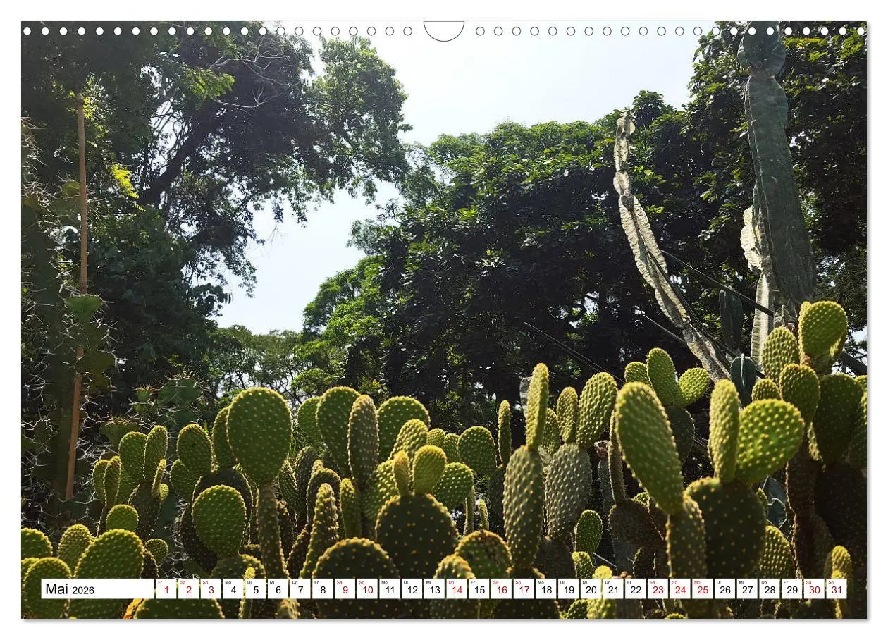 Bild: 9783457929230 | Buntes Brasilien (Wandkalender 2026 DIN A3 quer), CALVENDO...