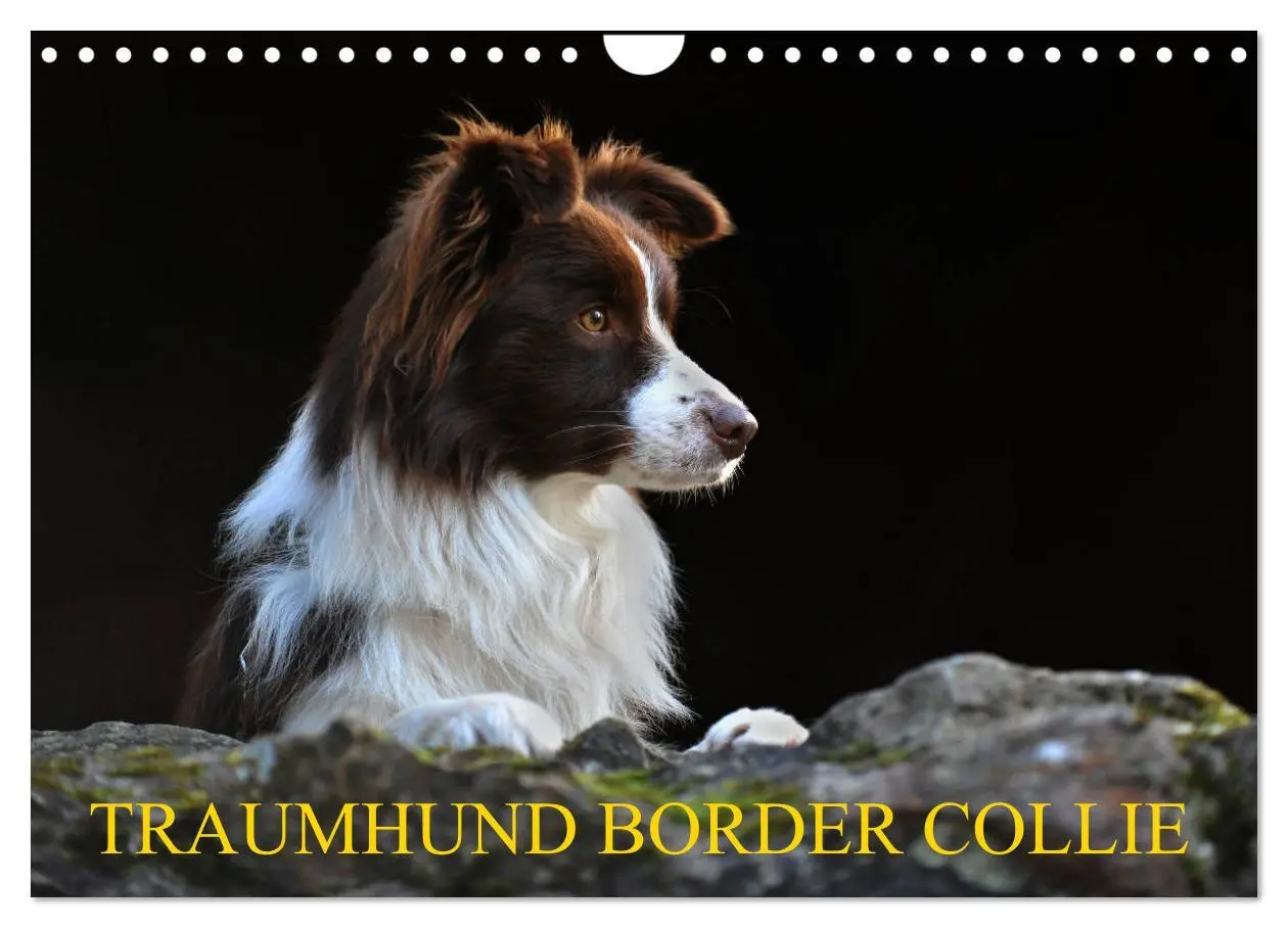 Cover: 9783457919330 | Traumhund Border Collie (Wandkalender 2026 DIN A4 quer), CALVENDO...
