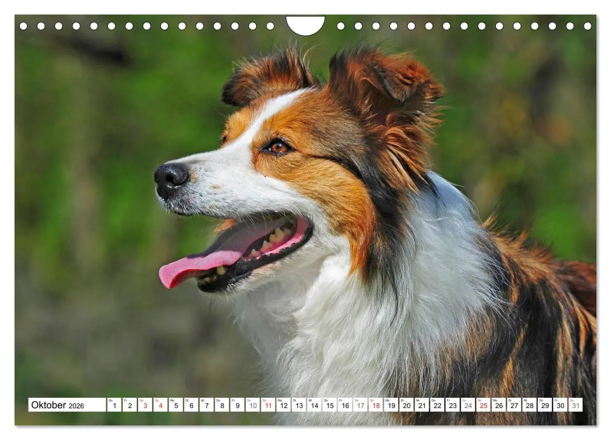 Bild: 9783457919330 | Traumhund Border Collie (Wandkalender 2026 DIN A4 quer), CALVENDO...