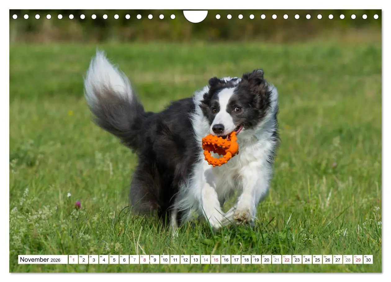 Bild: 9783457919330 | Traumhund Border Collie (Wandkalender 2026 DIN A4 quer), CALVENDO...