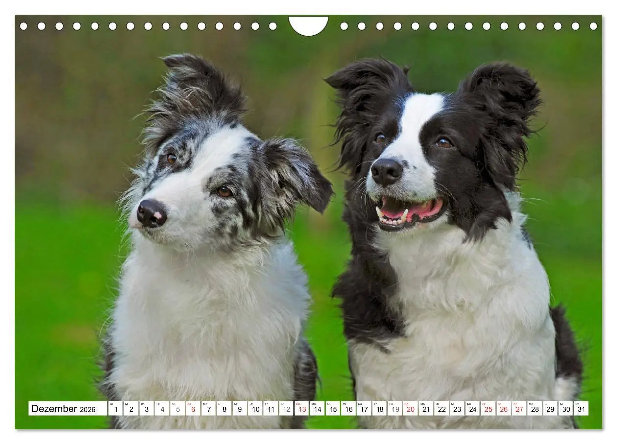 Bild: 9783457919330 | Traumhund Border Collie (Wandkalender 2026 DIN A4 quer), CALVENDO...