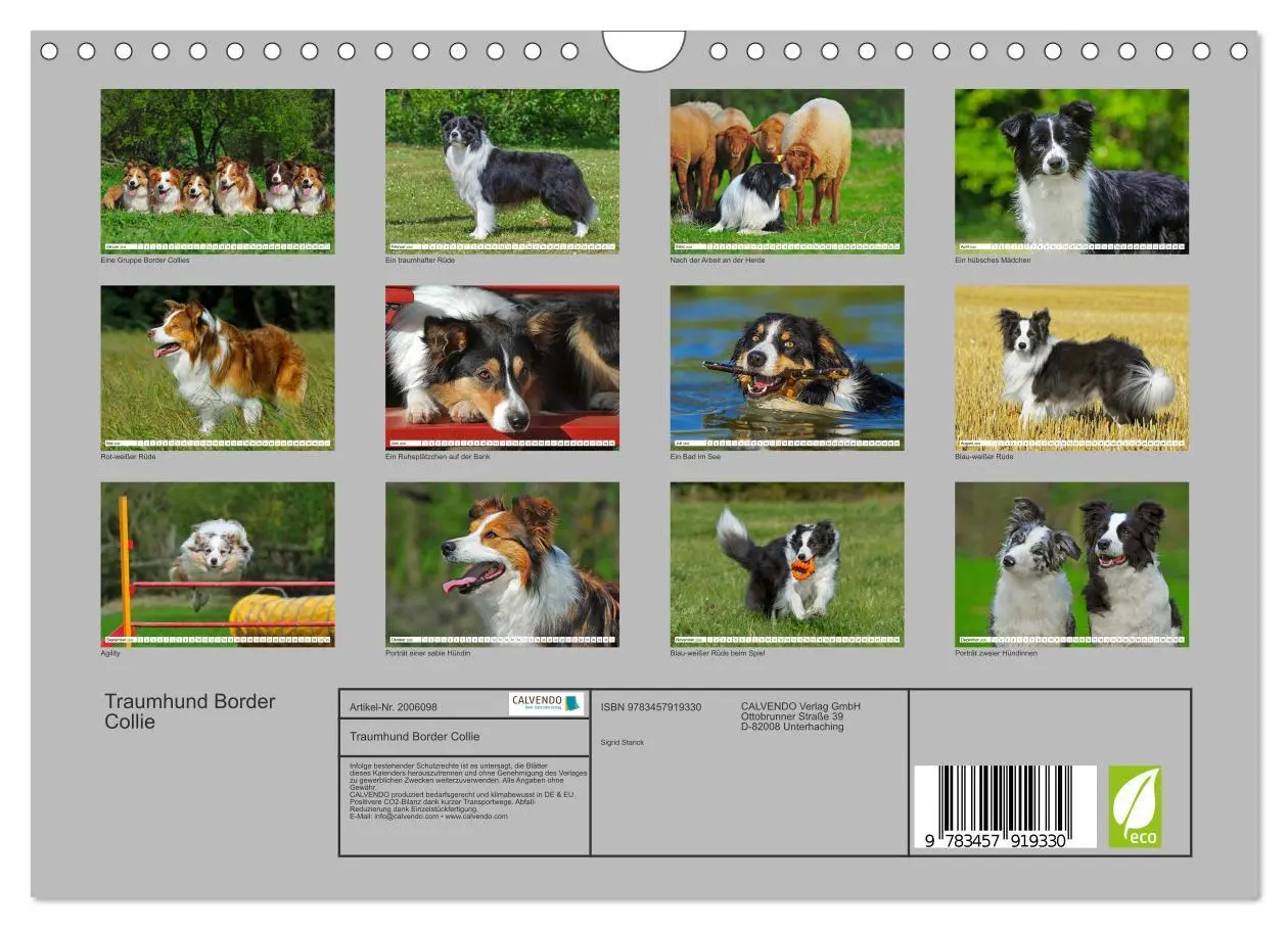 Bild: 9783457919330 | Traumhund Border Collie (Wandkalender 2026 DIN A4 quer), CALVENDO...