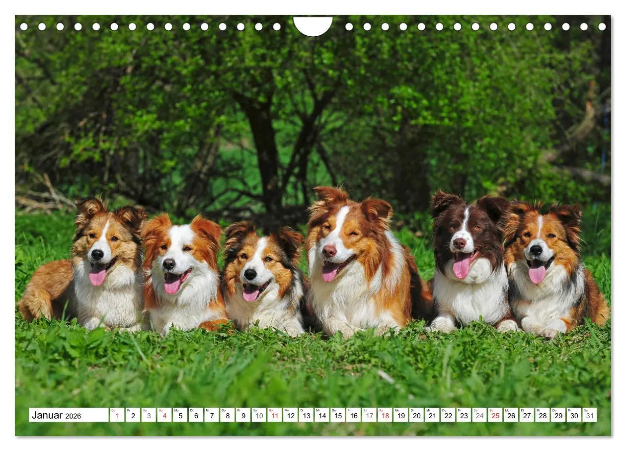 Bild: 9783457919330 | Traumhund Border Collie (Wandkalender 2026 DIN A4 quer), CALVENDO...