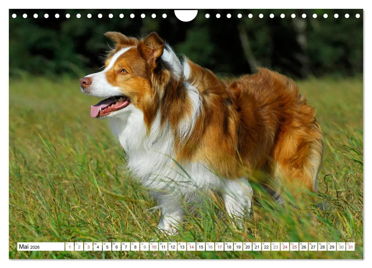 Bild: 9783457919330 | Traumhund Border Collie (Wandkalender 2026 DIN A4 quer), CALVENDO...