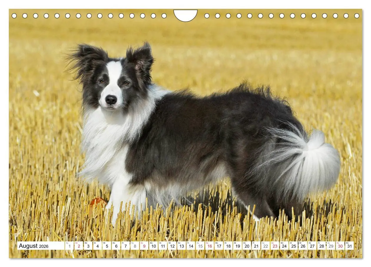 Bild: 9783457919330 | Traumhund Border Collie (Wandkalender 2026 DIN A4 quer), CALVENDO...