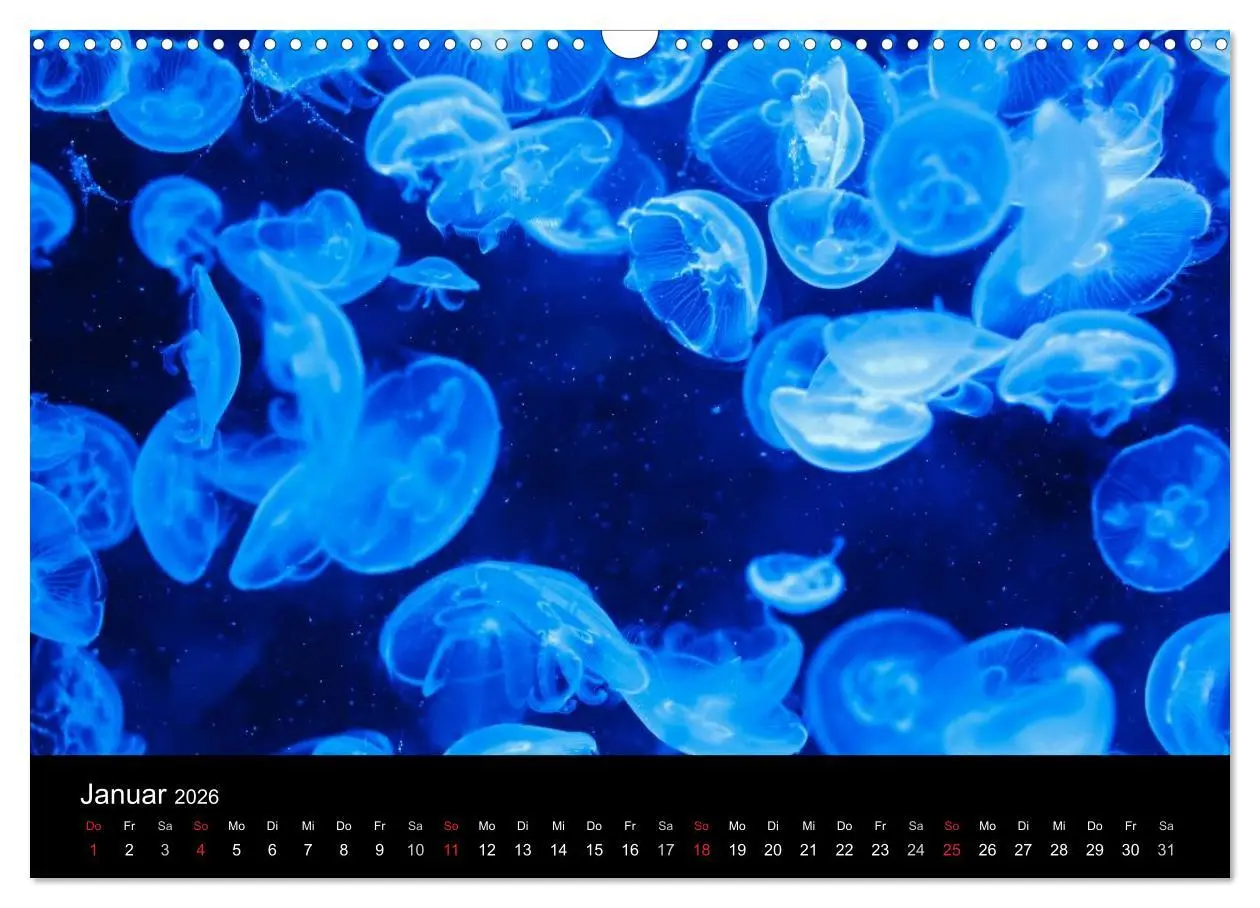 Bild: 9783516239430 | Quallen ¿ Ätherische Wunderwesen (Wandkalender 2026 DIN A3 quer),...