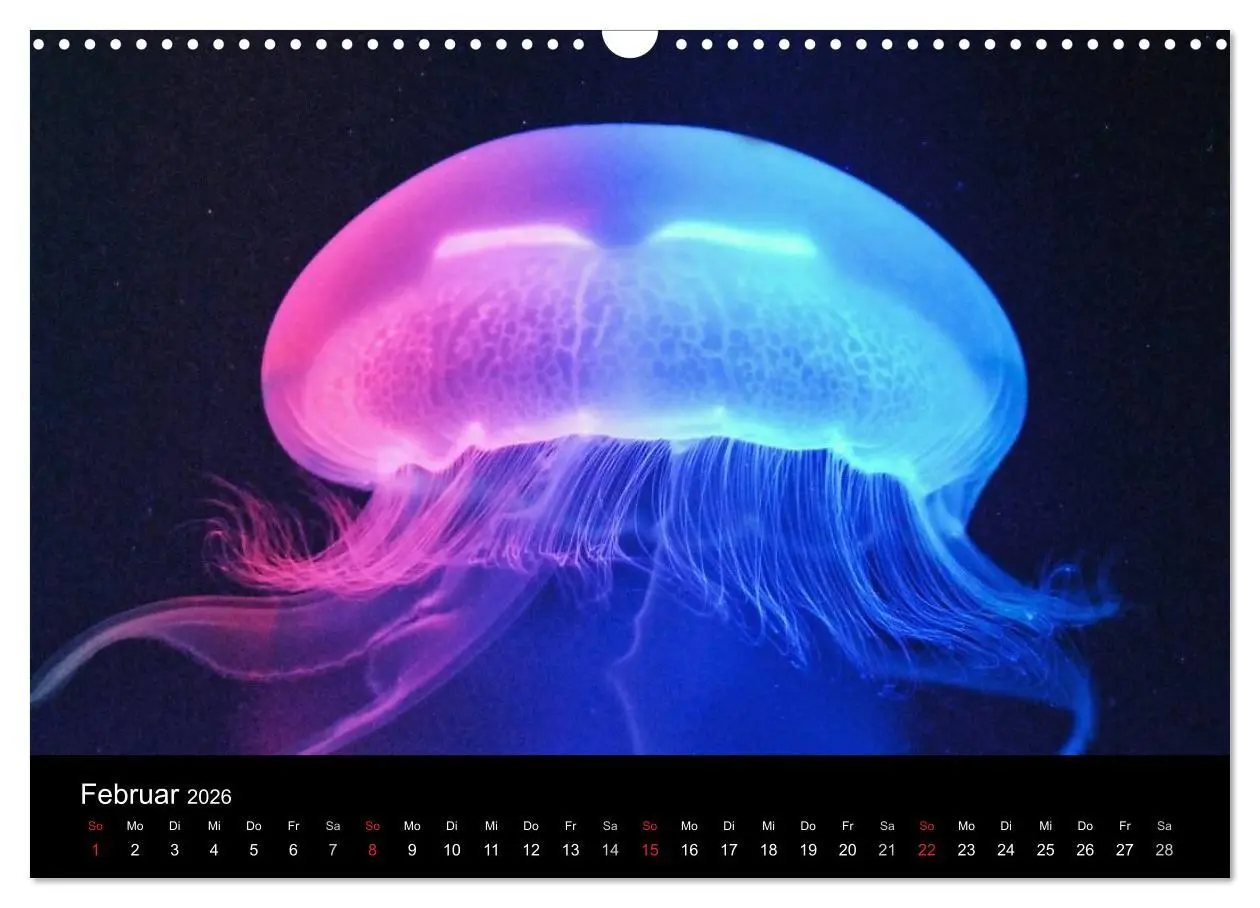 Bild: 9783516239430 | Quallen ¿ Ätherische Wunderwesen (Wandkalender 2026 DIN A3 quer),...