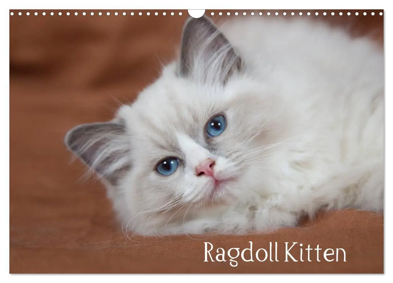 Cover: 9783516159530 | Ragdoll Kitten (Wandkalender 2026 DIN A3 quer), CALVENDO...