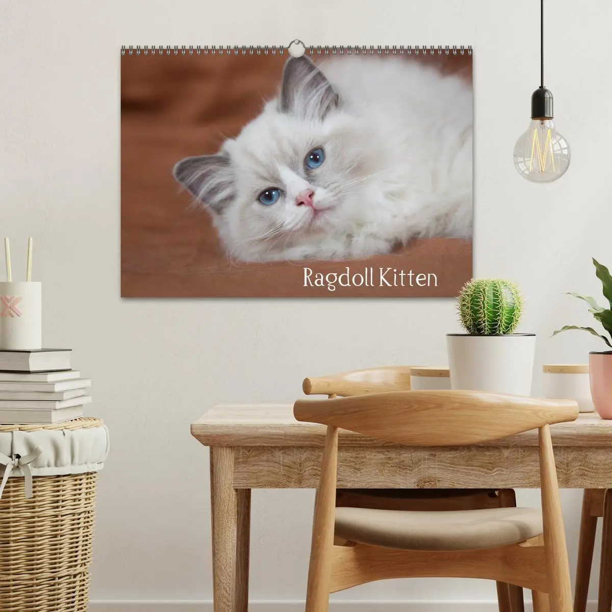 Bild: 9783516159530 | Ragdoll Kitten (Wandkalender 2026 DIN A3 quer), CALVENDO...