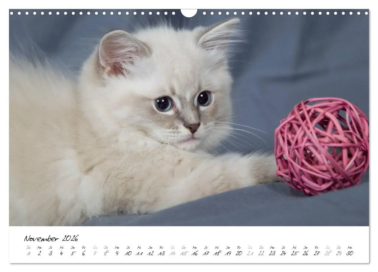 Bild: 9783516159530 | Ragdoll Kitten (Wandkalender 2026 DIN A3 quer), CALVENDO...