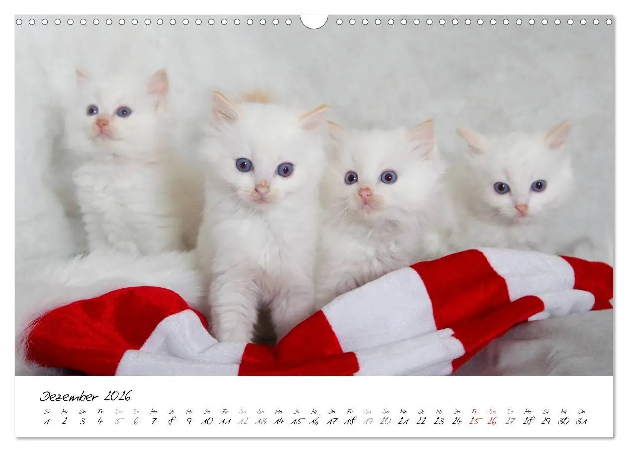 Bild: 9783516159530 | Ragdoll Kitten (Wandkalender 2026 DIN A3 quer), CALVENDO...