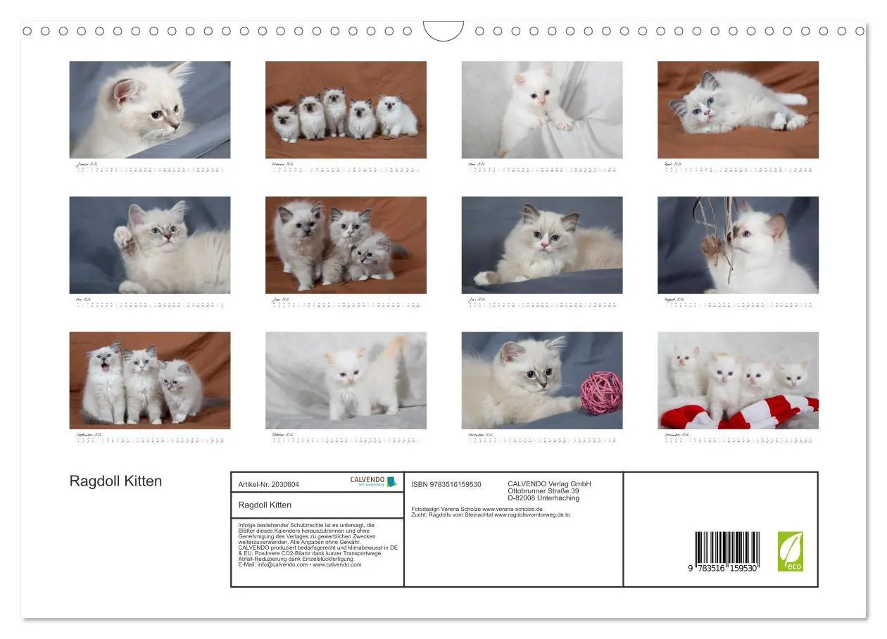 Bild: 9783516159530 | Ragdoll Kitten (Wandkalender 2026 DIN A3 quer), CALVENDO...
