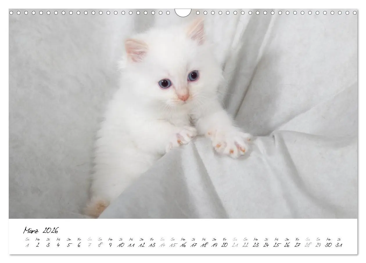 Bild: 9783516159530 | Ragdoll Kitten (Wandkalender 2026 DIN A3 quer), CALVENDO...