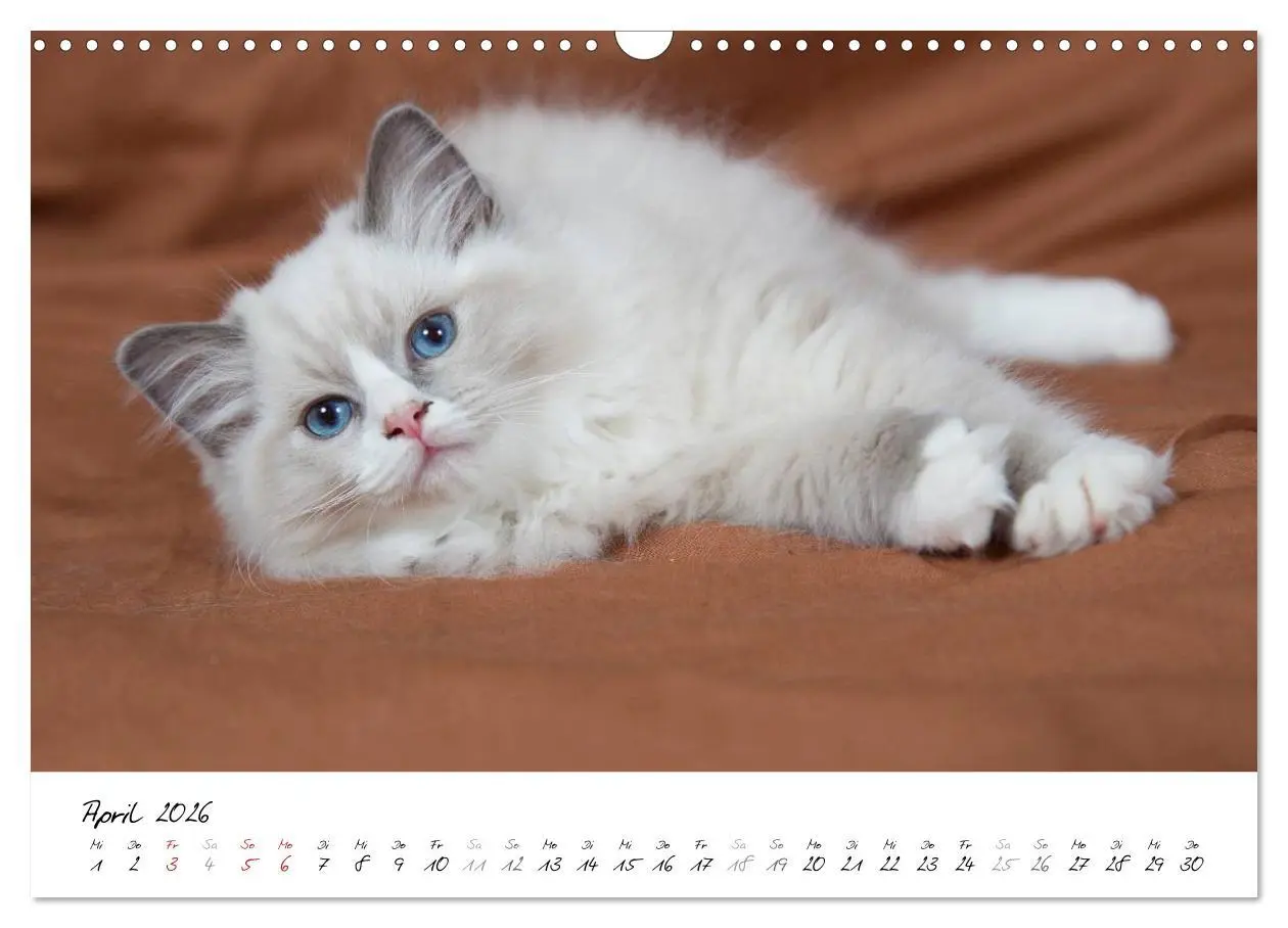 Bild: 9783516159530 | Ragdoll Kitten (Wandkalender 2026 DIN A3 quer), CALVENDO...