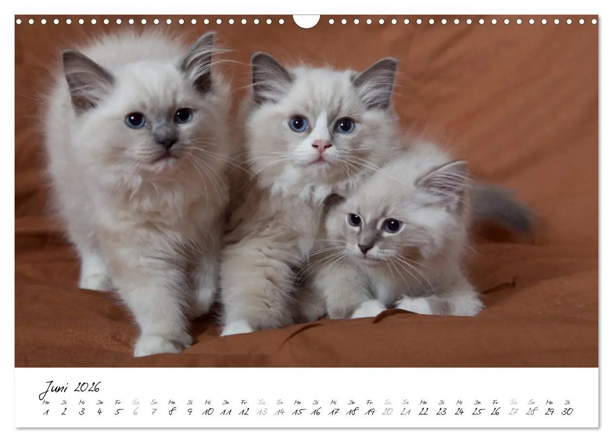 Bild: 9783516159530 | Ragdoll Kitten (Wandkalender 2026 DIN A3 quer), CALVENDO...