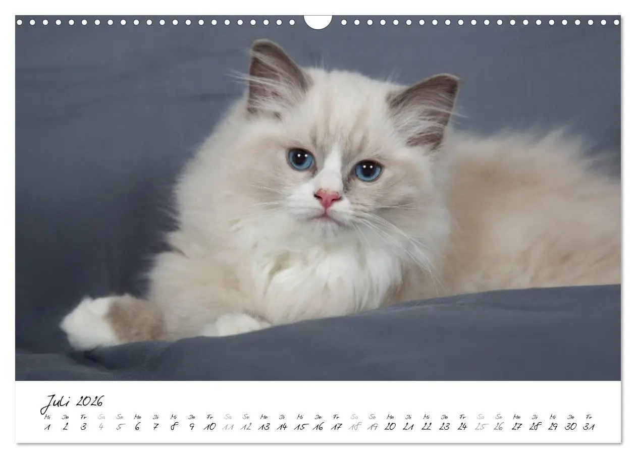 Bild: 9783516159530 | Ragdoll Kitten (Wandkalender 2026 DIN A3 quer), CALVENDO...