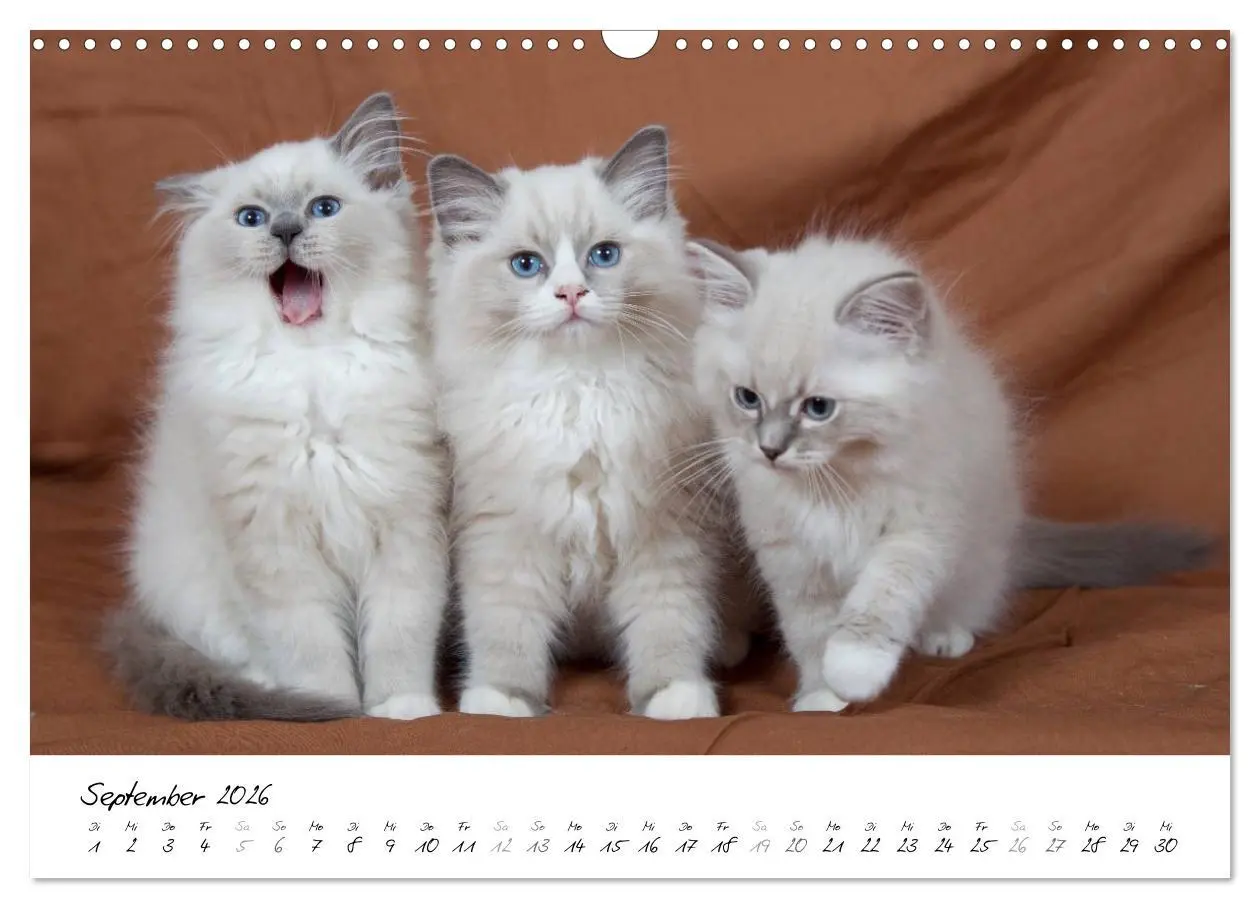 Bild: 9783516159530 | Ragdoll Kitten (Wandkalender 2026 DIN A3 quer), CALVENDO...