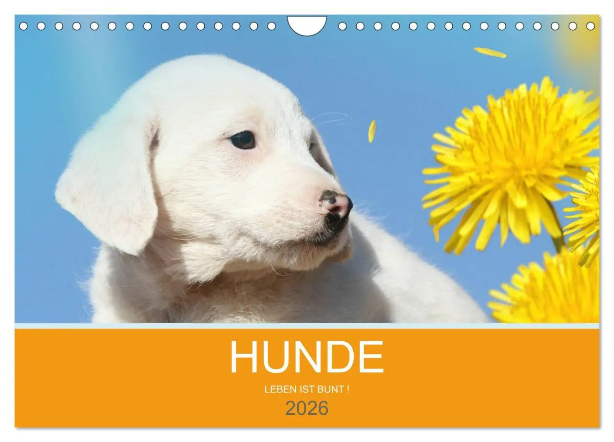 Cover: 9783457819630 | HUNDE LEBEN IST BUNT (Wandkalender 2026 DIN A4 quer), CALVENDO...